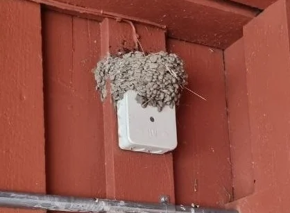 Det tomma svalboet på den vita dosan mot den röda träväggen.